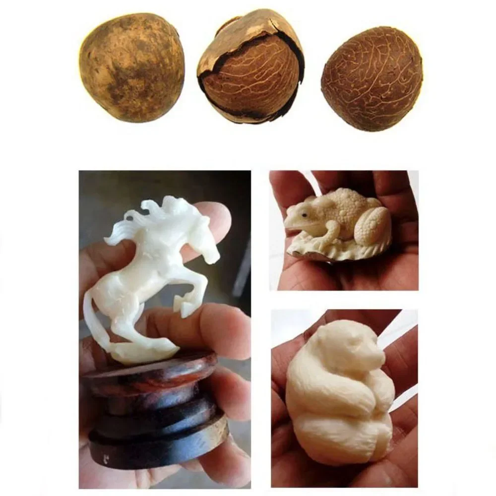Sustainable Eco-friendly Corozo/Tagua Nut Stretch Bracelet - Picture 10 of 10